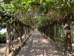 -北京呀路古热带植物园