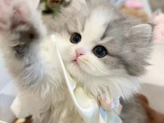-欣宠猫屋·矮脚拿破仑·蓝金金渐层