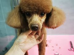-宠福鑫康馨动物医院·骨科·眼科