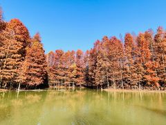 -上海海湾国家森林公园