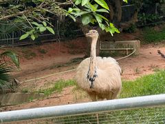 -深圳野生动物园