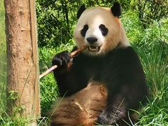-卧龙中华大熊猫苑神树坪基地