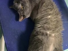 -瑞派先诺宠物医院•猫专科•普外科•中兽医(佛山院)