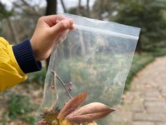 -杭州植物园