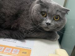 -伟伟宠物医院·瑞派猫友好医院·猫科(光谷店)