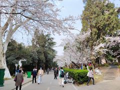 -武汉大学-樱园