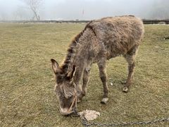 -武陵山森林公园