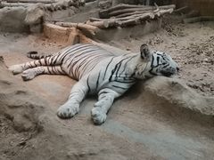 -清迈夜间动物园