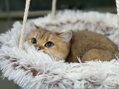 -爱洗澡的猫(天河路店)
