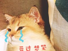 -猫大福·Fortune Cat猫舍(百子湾店)
