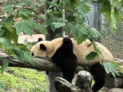 -都江堰中华大熊猫苑