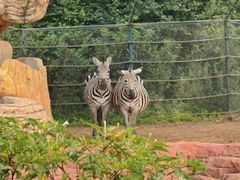 -大连森林动物园