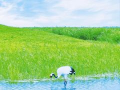 -哈拉新村