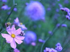 -上海滨江森林公园