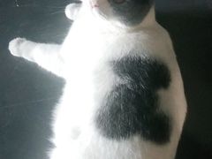 -创凡宠物医院·骨专科  猫科中心(西乡分院)