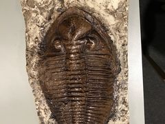 -墨尔本博物馆(Melbourne Museum)