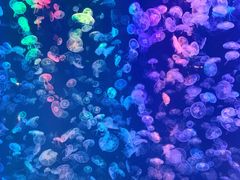 -烟台海昌鲸鲨海洋公园