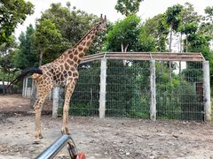 -清迈夜间动物园
