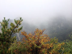 iphone_upload_pic-王顺山国家森林公园