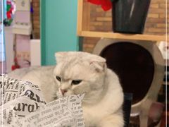 -猫小院猫主题咖啡厅(北锣店)