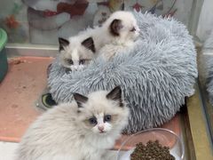 -糯米喵星人总部直营旗舰店·猫舍·幼猫出售