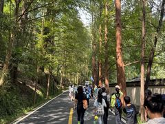 -天目山大树王景区