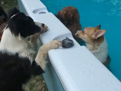 -翊宠yipet猫狗购宠庄园犬舍•猫舍