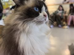 -平行世界·猫咖(首经贸店)
