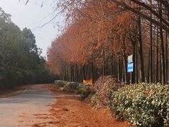 -上海海湾国家森林公园