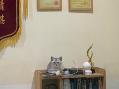 -米苏动物医院·犬猫专科·骨科外科内窥镜