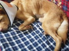 -安安宠医·安宠宠物医院