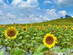 -光明小镇欢乐田园