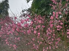 -重庆彩云湖湿地公园