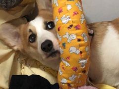 -艾贝尔宠物医院·狂犬免疫点(江山金象城店)