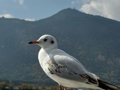 -海埂大坝