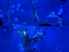 -烟台海昌鲸鲨海洋公园