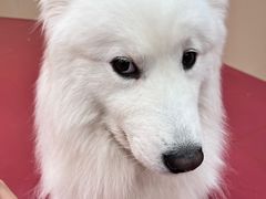 -和它·交个朋友·狗咖猫咖(爱琴海店)