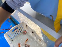 -史努比缤纷世界