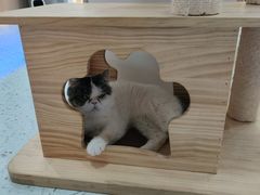 -喵园·猫主题咖啡厅·撸猫·猫咖(国贸店)