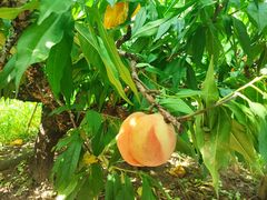 -南汇水蜜桃采摘(大团店)