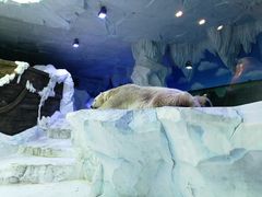 -芜湖新华联大白鲸海洋公园