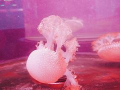 -悉尼海洋生物水族馆