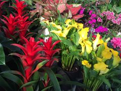 -秦美花卉(天朗·莱茵小城2期店)