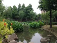 -陈家山荷花公园