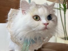 -共舞时光猫咖·狗咖(新街口店)