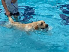 -趣玩宠物乐园寄养训犬训狗游泳池