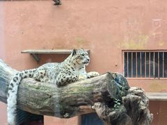 -青藏高原野生动物园