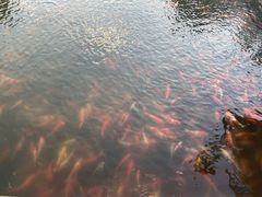 -长春市南湖公园