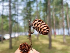 -塞罕坝国家级自然保护区