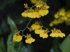 -深圳市中科院仙湖植物园